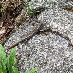 Liopholis whitii (White's Skink) at Tharwa, ACT - 20 Jan 2024 by Tapirlord