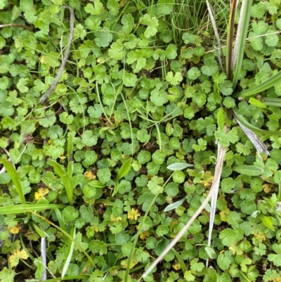 Hydrocotyle algida (Mountain Pennywort) at Tharwa, ACT - 20 Jan 2024 by Tapirlord