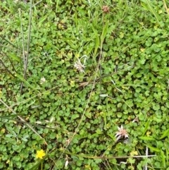 Hydrocotyle algida at Namadgi National Park - 20 Jan 2024