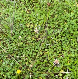 Hydrocotyle algida at Namadgi National Park - 20 Jan 2024
