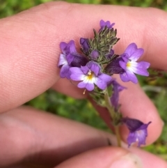 Euphrasia caudata (Tailed Eyebright) at Tharwa, ACT - 20 Jan 2024 by Tapirlord