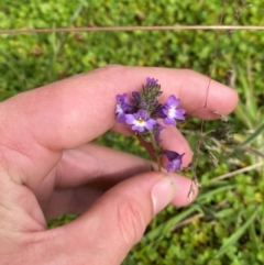 Euphrasia caudata at Namadgi National Park - 20 Jan 2024 03:10 PM