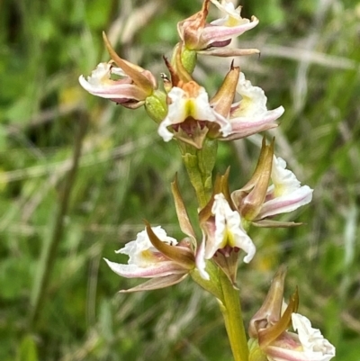 Paraprasophyllum viriosum (Stocky leek orchid) at Namadgi National Park - 20 Jan 2024 by Tapirlord