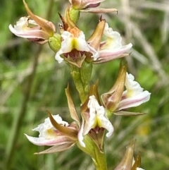 Prasophyllum viriosum at Namadgi National Park - 20 Jan 2024