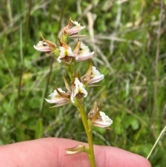 Paraprasophyllum viriosum at Namadgi National Park - 20 Jan 2024