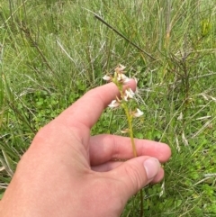 Paraprasophyllum viriosum at Namadgi National Park - 20 Jan 2024