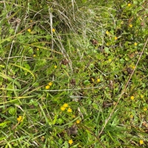 Juncus falcatus at Namadgi National Park - 20 Jan 2024 03:09 PM