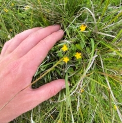 Hypericum japonicum (Creeping St John's Wort) at Tharwa, ACT - 20 Jan 2024 by Tapirlord