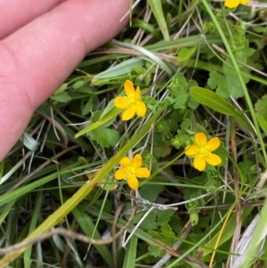 Hypericum japonicum at Namadgi National Park - 20 Jan 2024