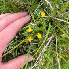 Hypericum japonicum at Namadgi National Park - 20 Jan 2024