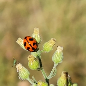 Coccinella transversalis at Mount Mugga Mugga - 2 Mar 2024