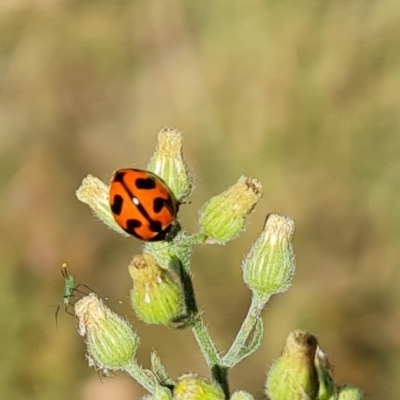 Coccinella transversalis (Transverse Ladybird) at Mount Mugga Mugga - 2 Mar 2024 by Mike