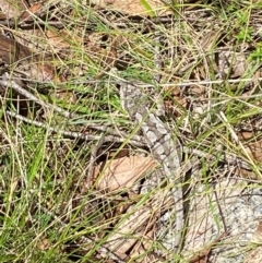 Rankinia diemensis (Mountain Dragon) at Namadgi National Park - 20 Jan 2024 by Tapirlord