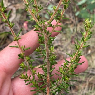 Pomaderris phylicifolia subsp. ericoides (Narrow-leaf Pomaderris) at Tharwa, ACT - 20 Jan 2024 by Tapirlord