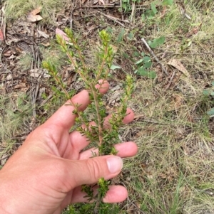 Pomaderris phylicifolia subsp. ericoides at Namadgi National Park - 20 Jan 2024