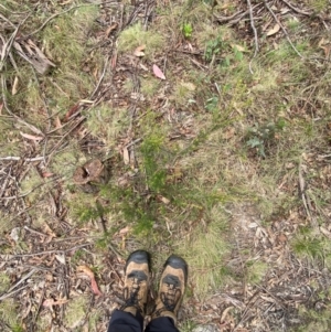 Pomaderris phylicifolia subsp. ericoides at Namadgi National Park - 20 Jan 2024