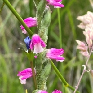 Spiranthes australis at Gibraltar Pines - 20 Jan 2024