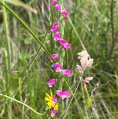 Spiranthes australis at Gibraltar Pines - 20 Jan 2024