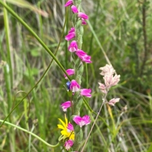 Spiranthes australis at Gibraltar Pines - 20 Jan 2024