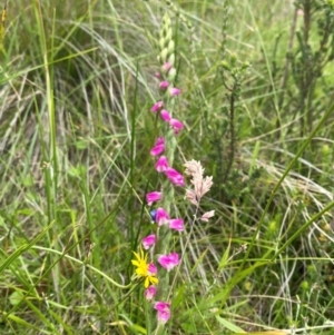 Spiranthes australis at Gibraltar Pines - 20 Jan 2024