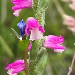 Spiranthes australis at Gibraltar Pines - 20 Jan 2024