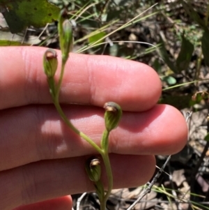 Speculantha multiflora at Namadgi National Park - suppressed