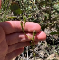 Speculantha multiflora at Namadgi National Park - suppressed