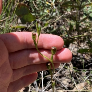 Speculantha multiflora at Namadgi National Park - 18 Jan 2024