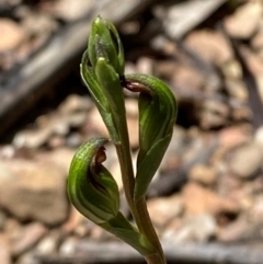 Speculantha multiflora (Tall Tiny Greenhood) at Namadgi National Park - 18 Jan 2024 by Tapirlord