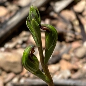 Speculantha multiflora at Namadgi National Park - suppressed