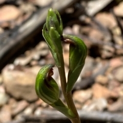 Speculantha multiflora at Namadgi National Park - suppressed