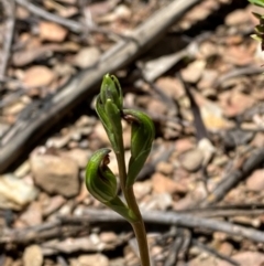 Speculantha multiflora at Namadgi National Park - 18 Jan 2024