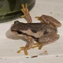 Litoria quiritatus (Screaming Tree Frog) at Braidwood, NSW - 2 Mar 2024 by MatthewFrawley