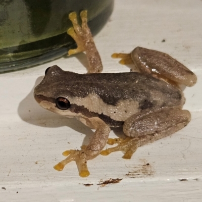 Litoria quiritatus (Screaming Tree Frog) at QPRC LGA - 2 Mar 2024 by MatthewFrawley