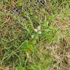 Mentha spicata (Garden Mint) at Lower Molonglo - 2 Mar 2024 by Jiggy