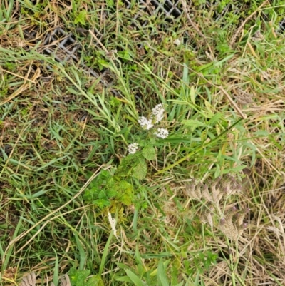 Mentha spicata (Garden Mint) at Lower Molonglo - 2 Mar 2024 by Jiggy