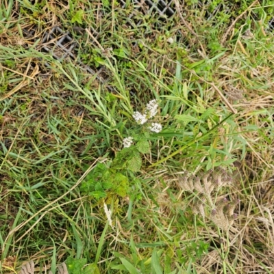Mentha spicata (Garden Mint) at Lower Molonglo - 1 Mar 2024 by Jiggy