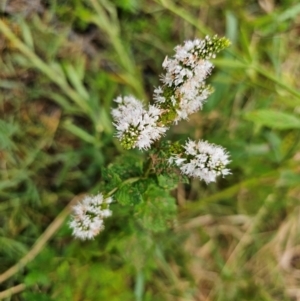 Mentha spicata at Lower Molonglo - 2 Mar 2024