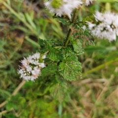 Mentha spicata at Lower Molonglo - 2 Mar 2024 10:29 AM