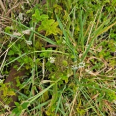 Mentha spicata at Lower Molonglo - 2 Mar 2024 10:29 AM