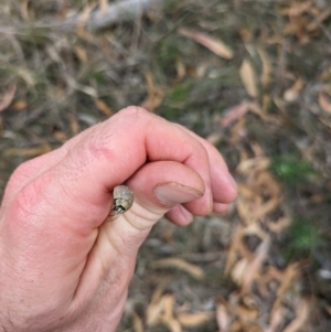 Paropsis aegrota at Mount Majura - 2 Mar 2024