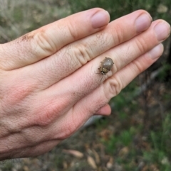 Paropsis aegrota at Mount Majura - 2 Mar 2024