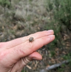 Paropsis aegrota at Mount Majura - 2 Mar 2024