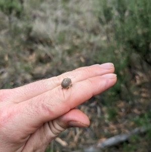 Paropsis aegrota at Mount Majura - 2 Mar 2024 12:48 PM