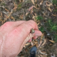 Paropsis aegrota at Mount Majura - 2 Mar 2024