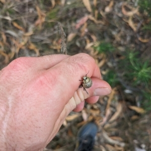 Paropsis aegrota at Mount Majura - 2 Mar 2024 12:48 PM