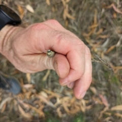 Paropsis aegrota at Mount Majura - 2 Mar 2024