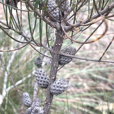 Allocasuarina nana (Dwarf She-oak) at Ballalaba, NSW - 2 Mar 2024 by JaneR