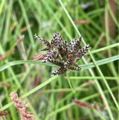 Cyperus sanguinolentus (A Sedge) at Majors Creek, NSW - 2 Mar 2024 by JaneR