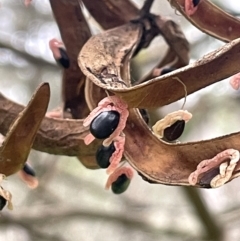 Acacia melanoxylon (Blackwood) at QPRC LGA - 2 Mar 2024 by JaneR